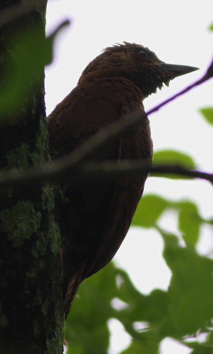 Rufous Woodpecker - ML43074531