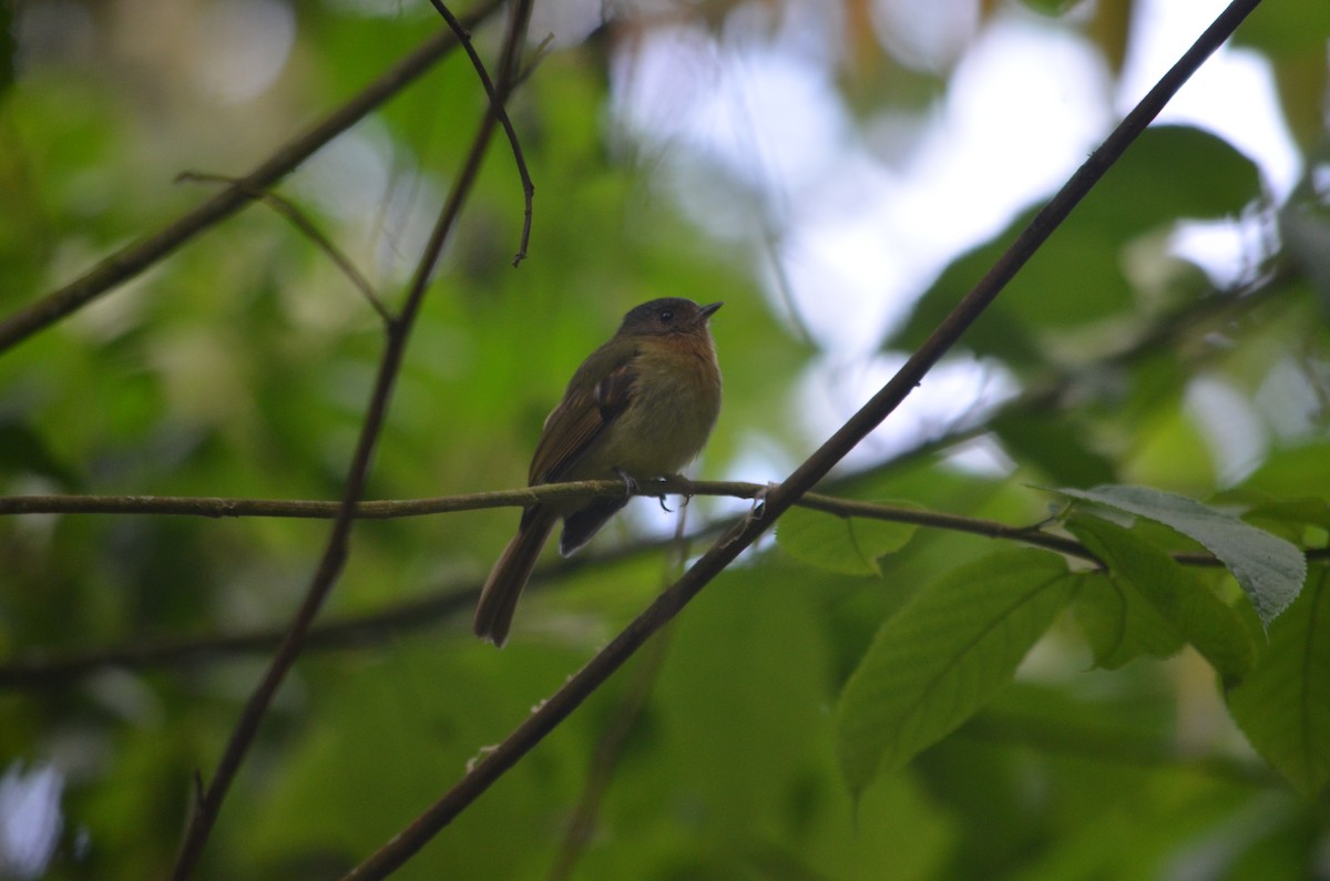 Rufous-breasted Flycatcher - ML43074621