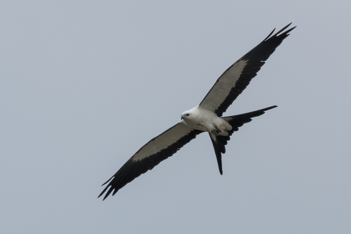 Swallow-tailed Kite - ML430746311