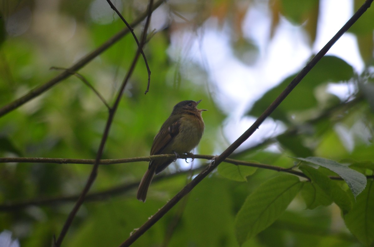 Rufous-breasted Flycatcher - ML43074641