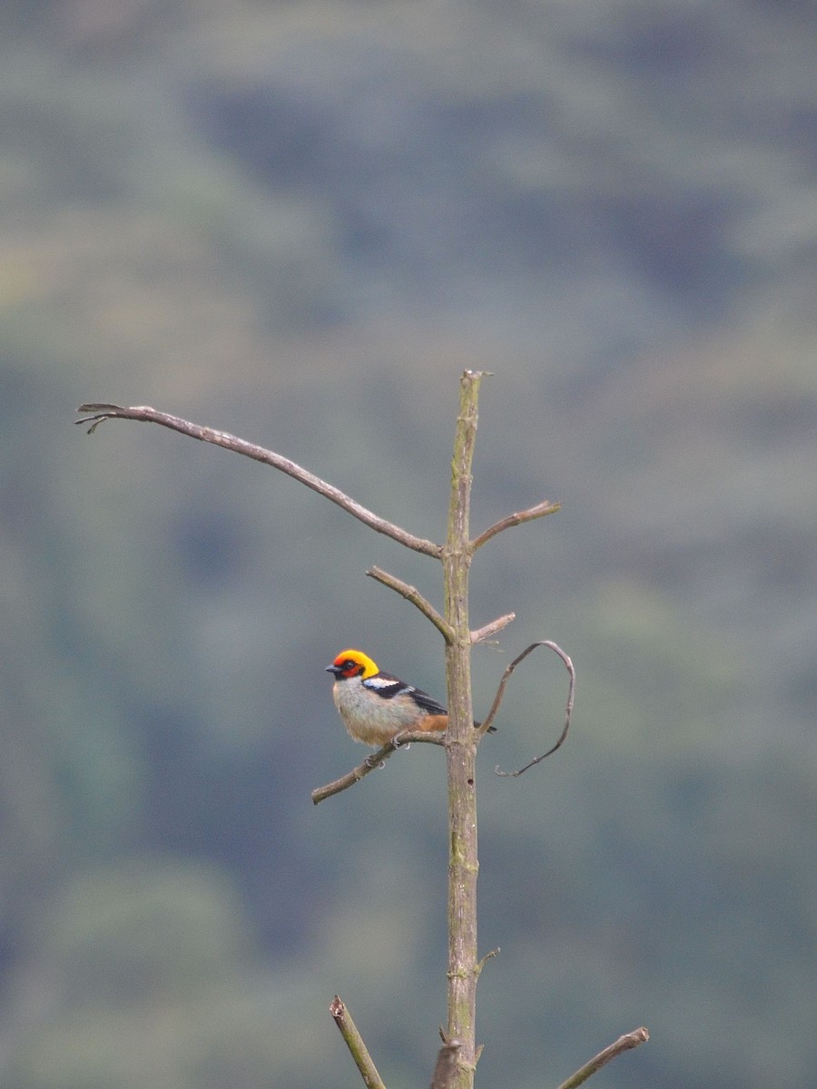 Flame-faced Tanager - ML43074701