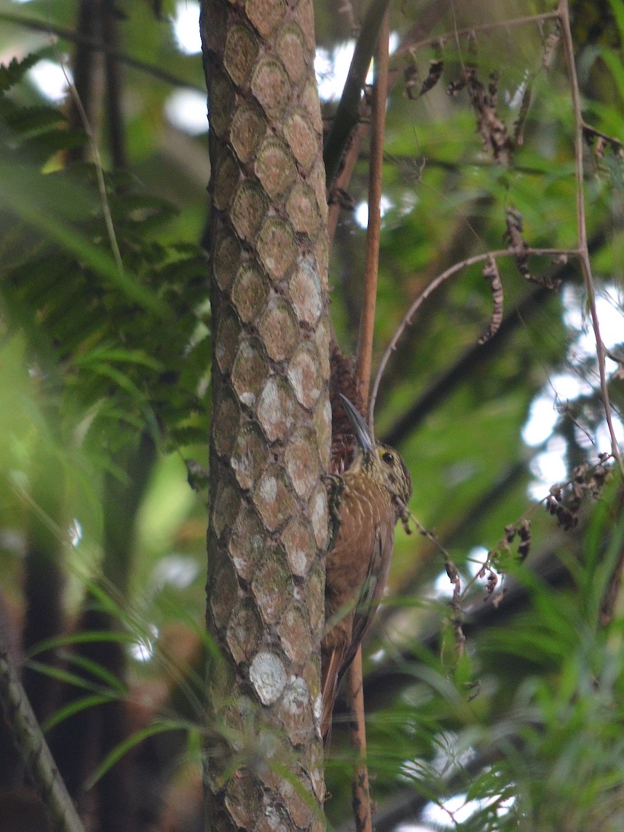 Strong-billed Woodcreeper - ML43074731