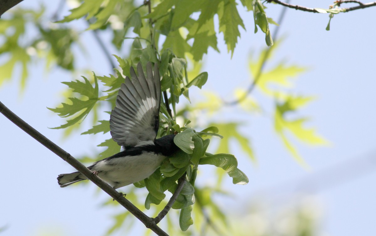 Black-throated Blue Warbler - Jay McGowan