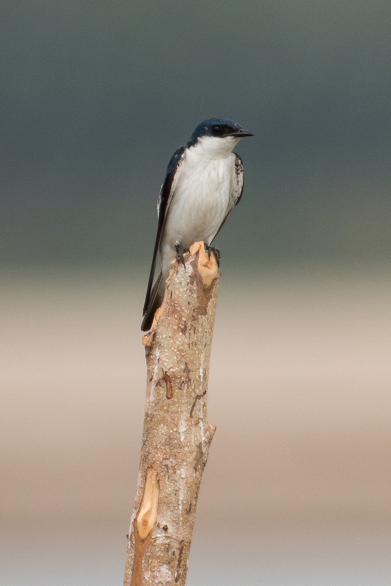 White-winged Swallow - ML430747891