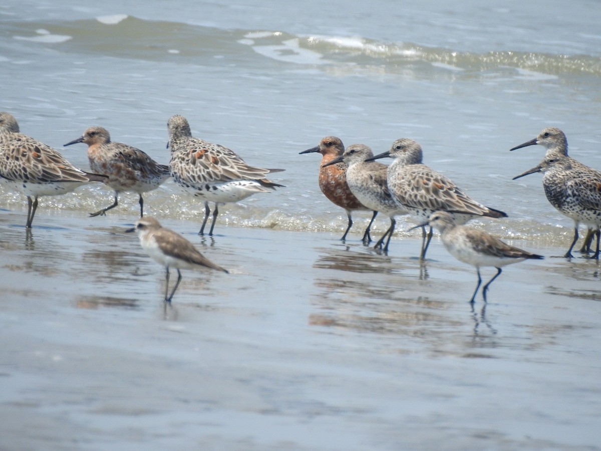 Red Knot - ML430749271