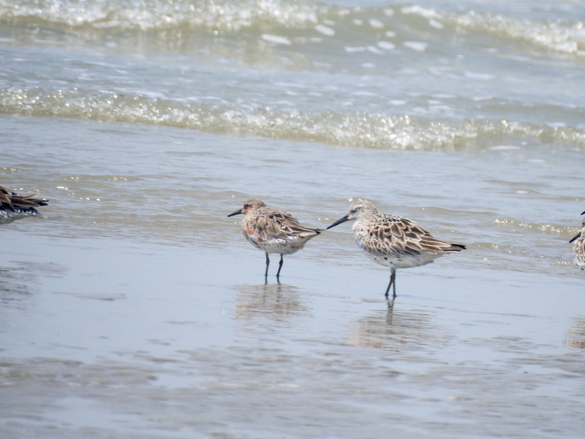 Red Knot - ML430749281
