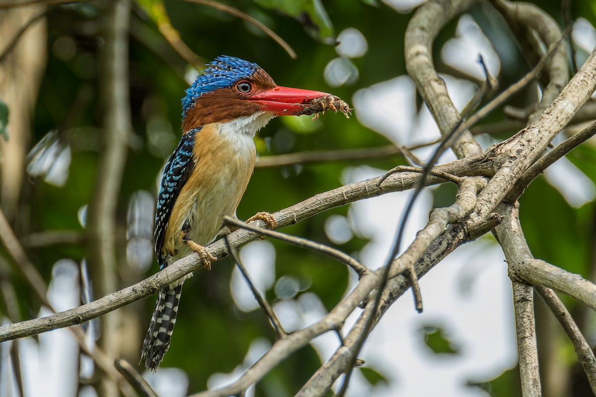 Banded Kingfisher (Banded) - ML430749351