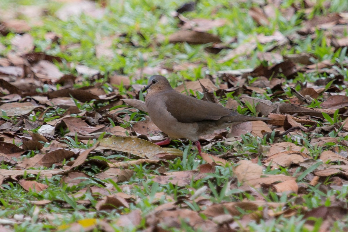 Gray-fronted Dove - ML430749801