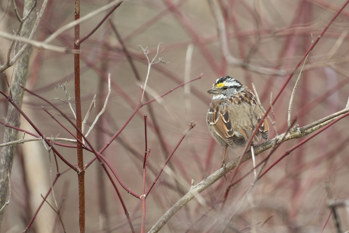 White-throated Sparrow - ML430750791