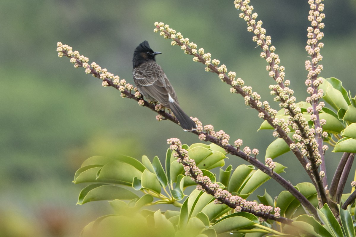 Red-vented Bulbul - Katie Sanborn