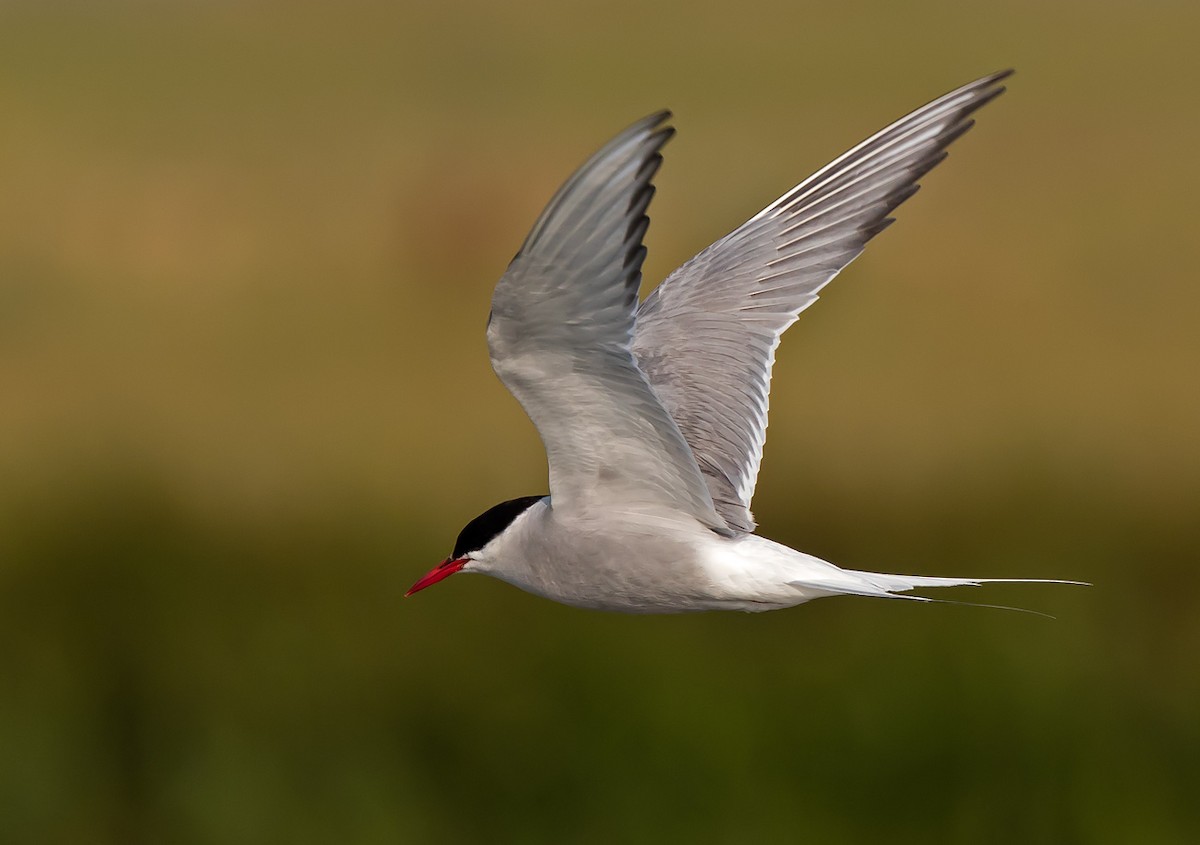 Arctic Tern - Ian Maton