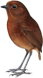 Chami Antpitta Illustration