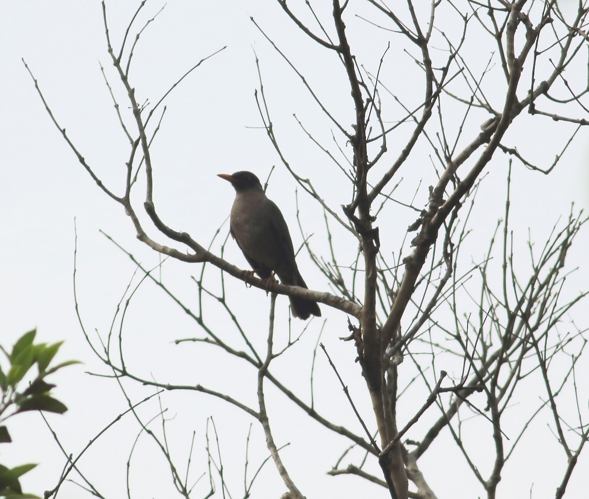 Indian Blackbird - Savio Fonseca (www.avocet-peregrine.com)