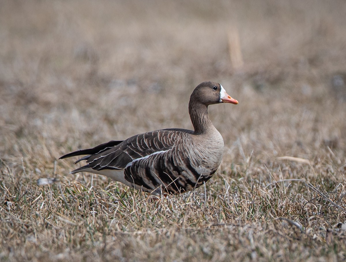 Greater White-fronted Goose - bj worth