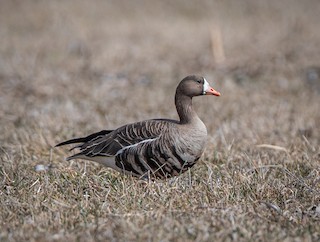 Greater White-fronted Goose, ML430768931