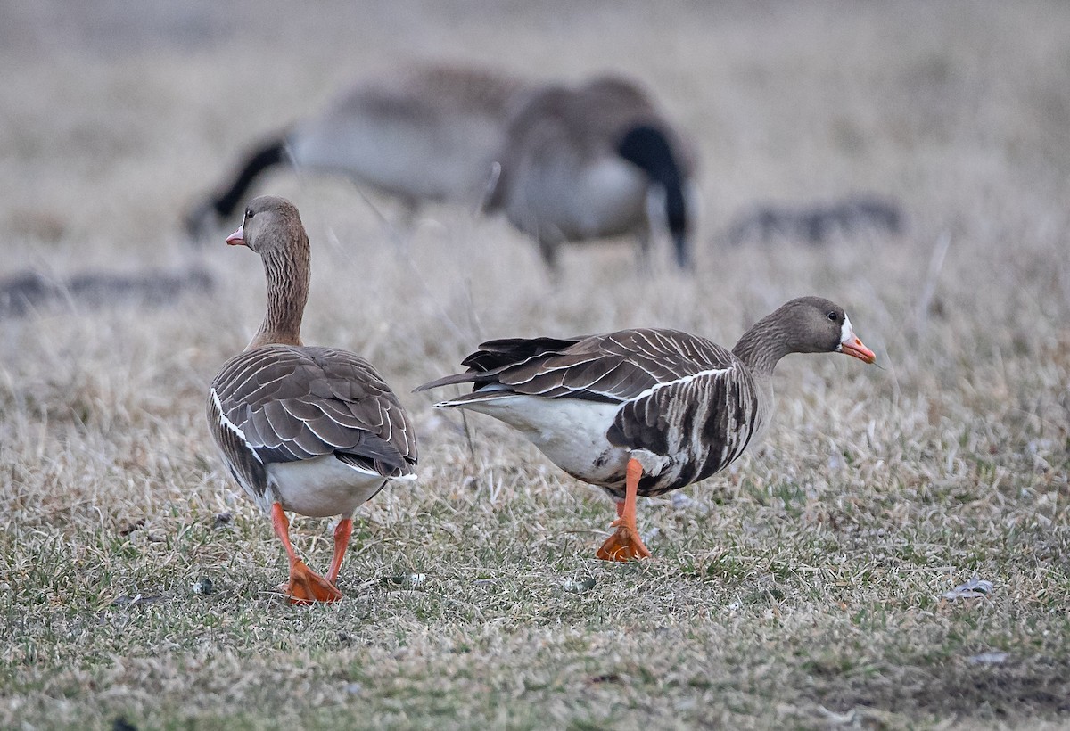 Greater White-fronted Goose - ML430768941
