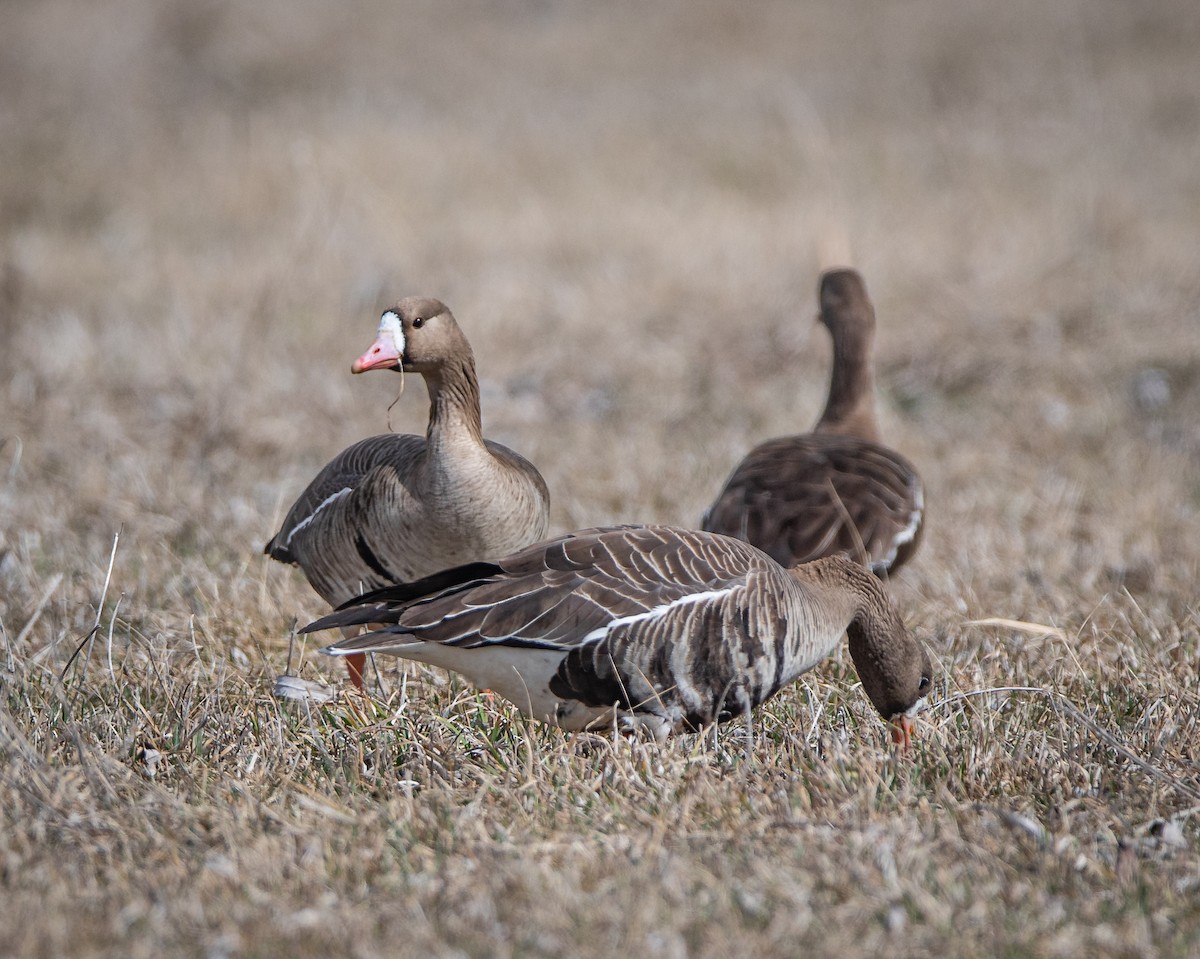 Greater White-fronted Goose - ML430768971