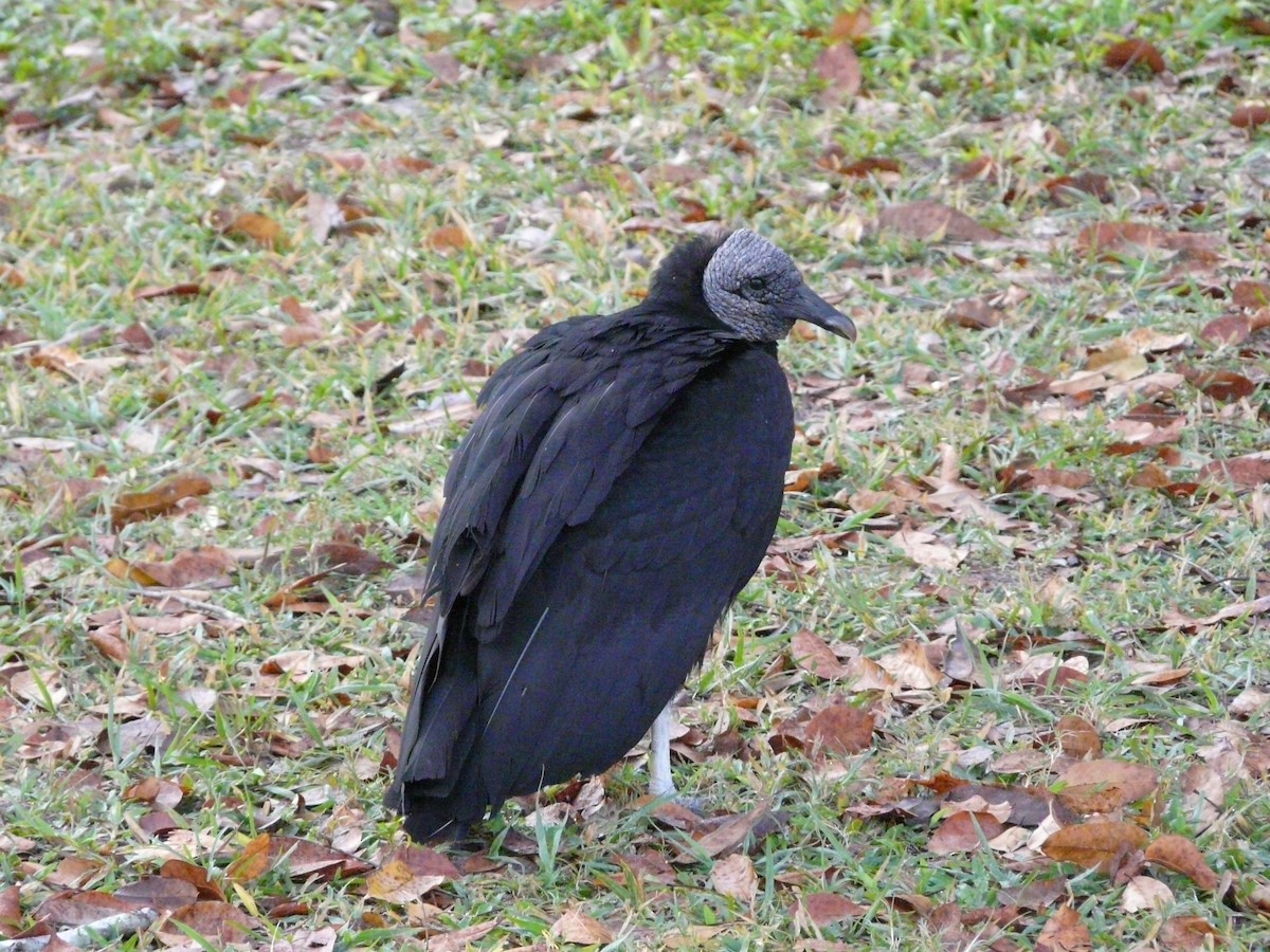 Black Vulture - Bill Crins