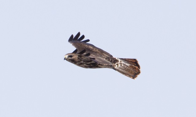 Adult light-morph. Same bird as ML43077971. - Red-tailed Hawk (Harlan's) - 