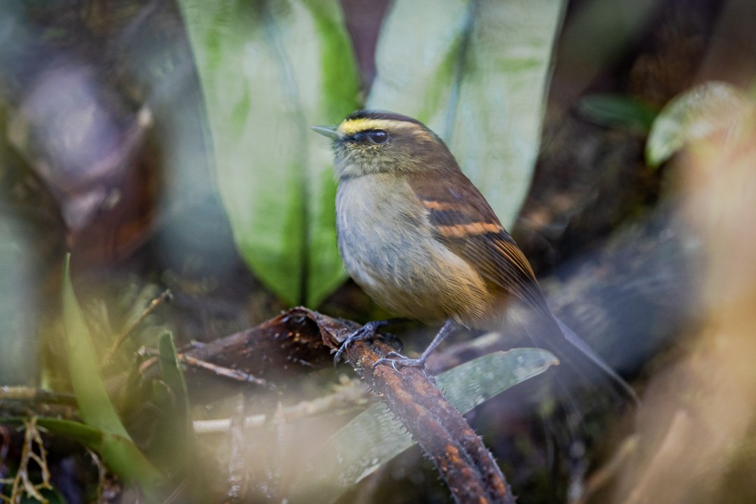 Golden-browed Chat-Tyrant - Miguel Lezama - Tanager Tours