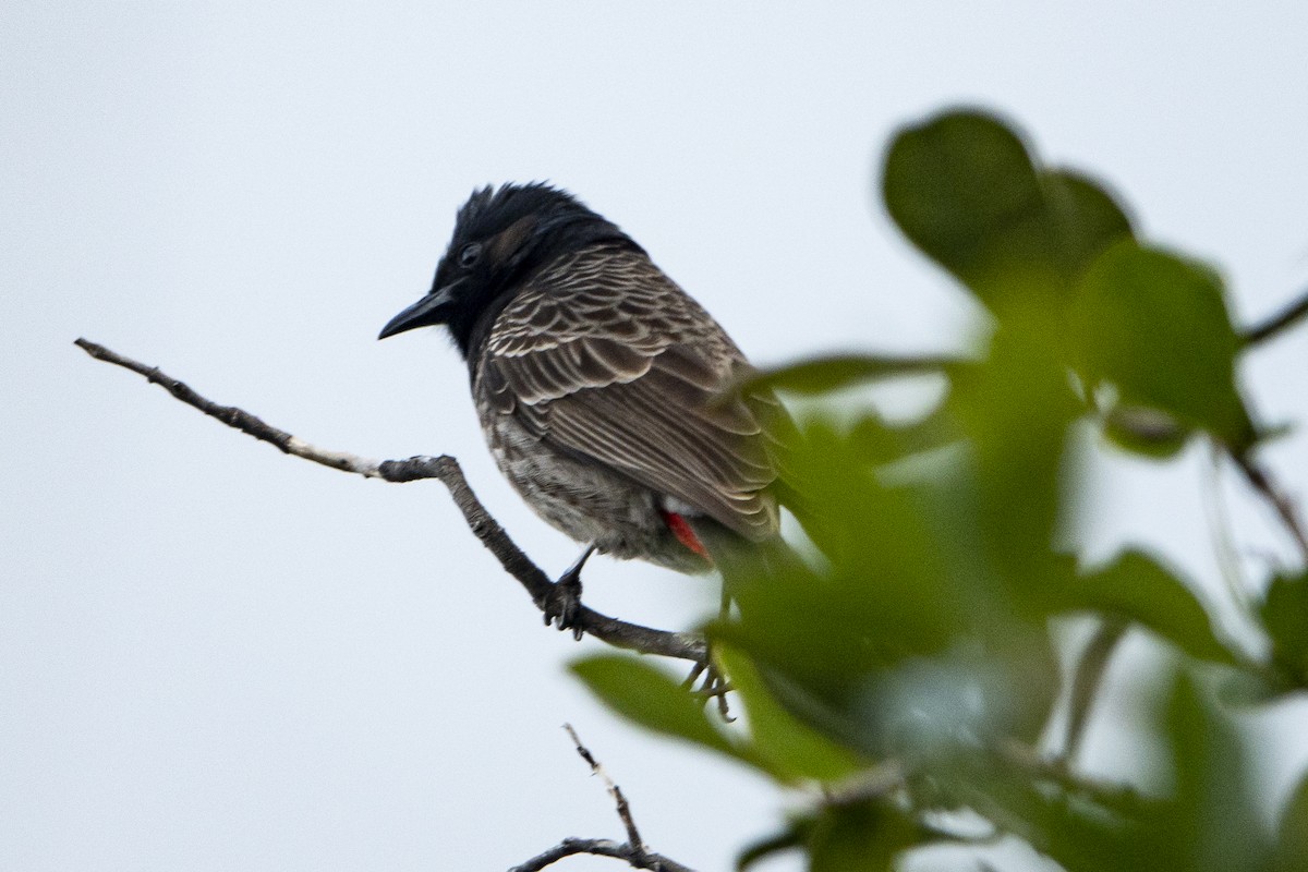 Red-vented Bulbul - ML430793291