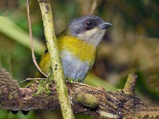 Adult (Northern Andes) - Neil Diaz - ML43079561