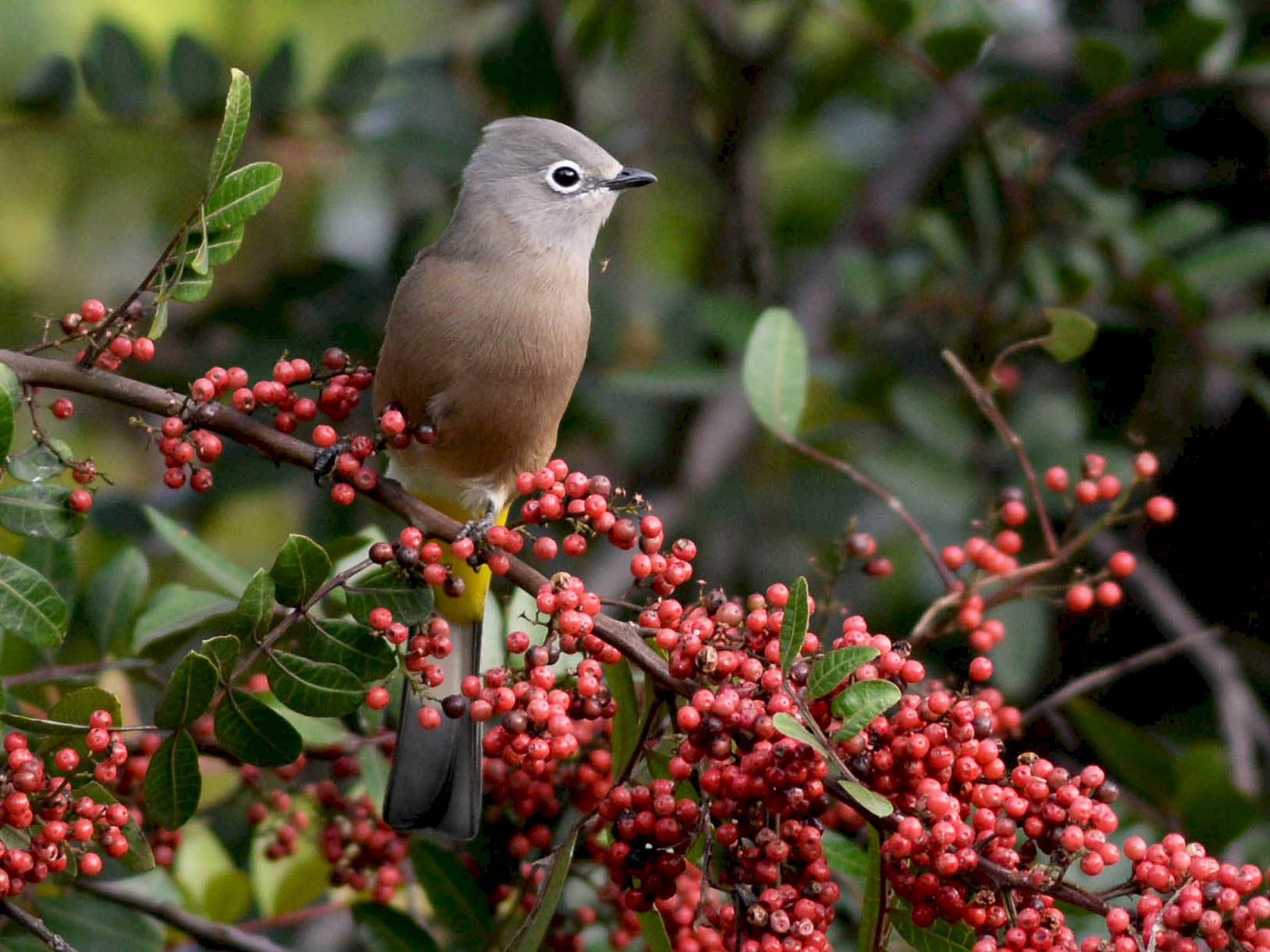 Long-tailed Silky-flycatcher - eBird