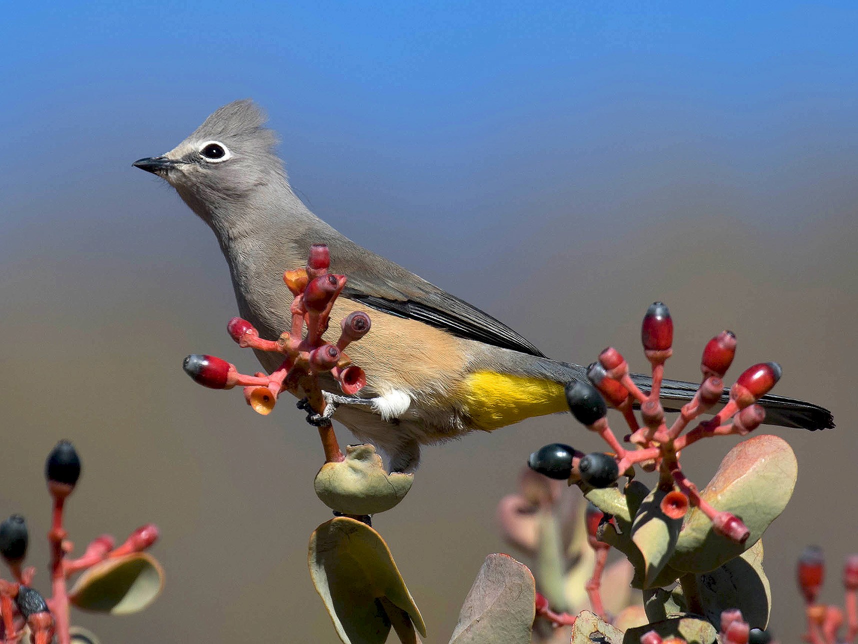 Capulinero Gris - eBird