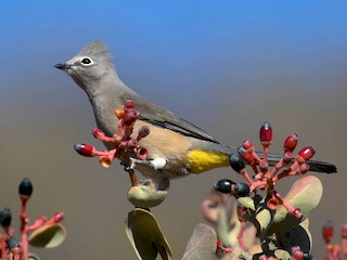  - Gray Silky-flycatcher