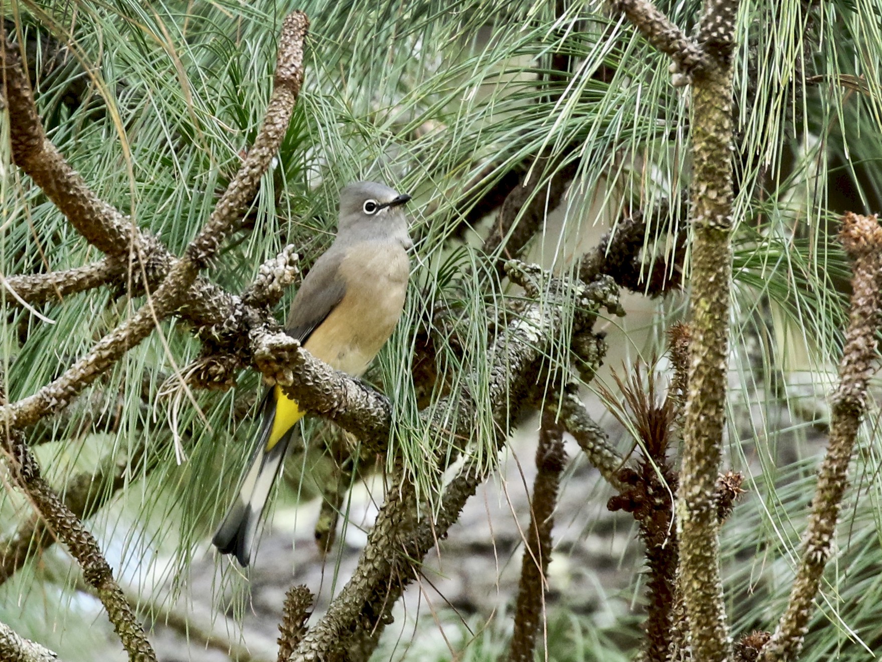 Capulinero Gris - eBird