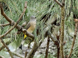  - Gray Silky-flycatcher