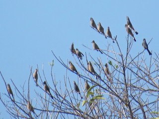  - Gray Silky-flycatcher