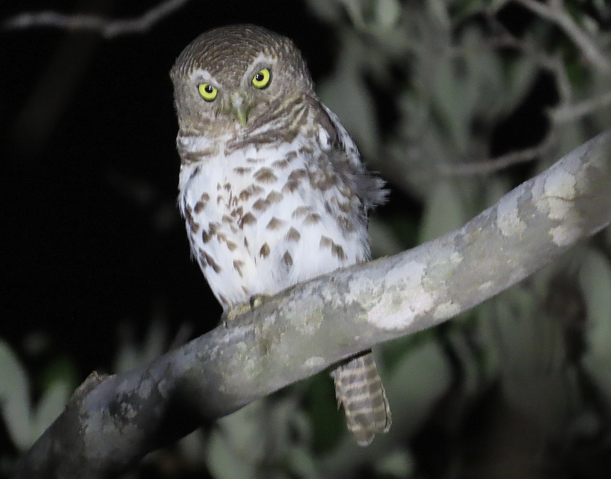 African Barred Owlet - ML430803931