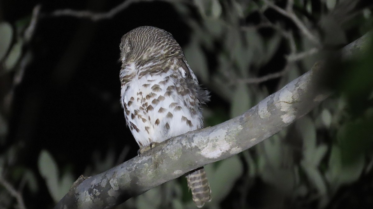 African Barred Owlet - ML430803941
