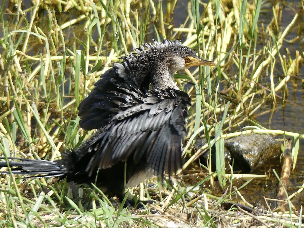 Long-tailed Cormorant - Maggie Geer