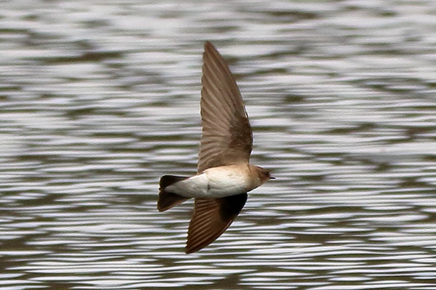 Northern Rough-winged Swallow - ML430814691