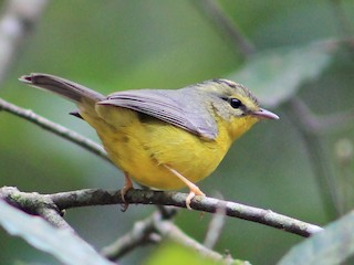 Golden-crowned Warbler - eBird