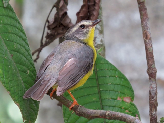 Adult (Cabanis's) - Golden-crowned Warbler - 