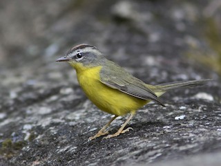 Golden-crowned Warbler - eBird