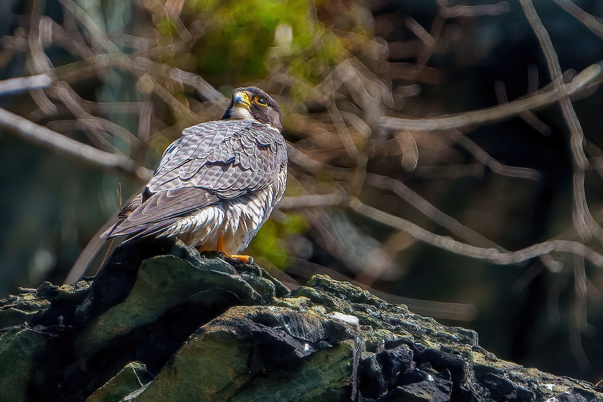 Peregrine Falcon - warren jones