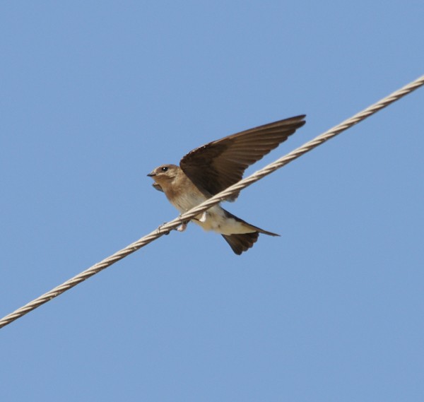 Northern Rough-winged Swallow - Scott Somershoe