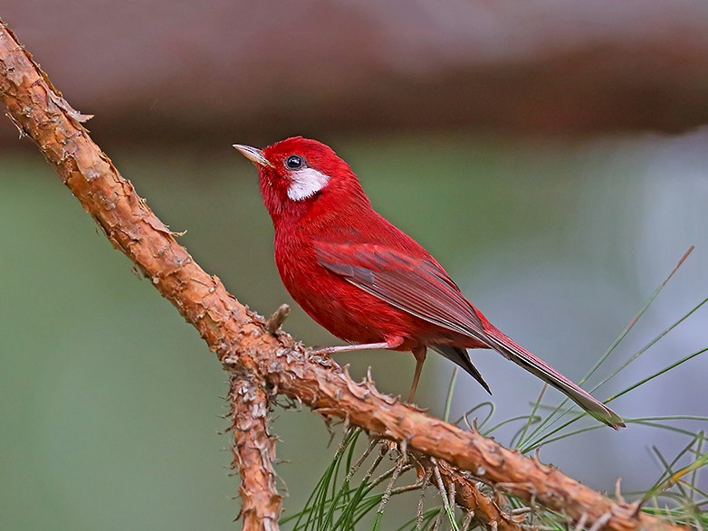 Red Warbler Bird