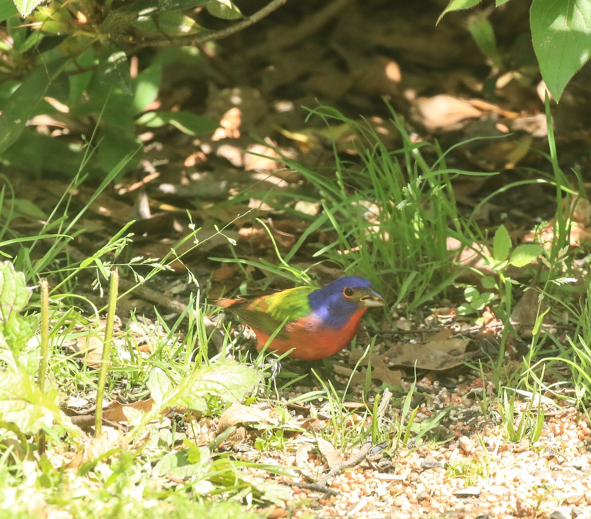 Painted Bunting - ML430830211