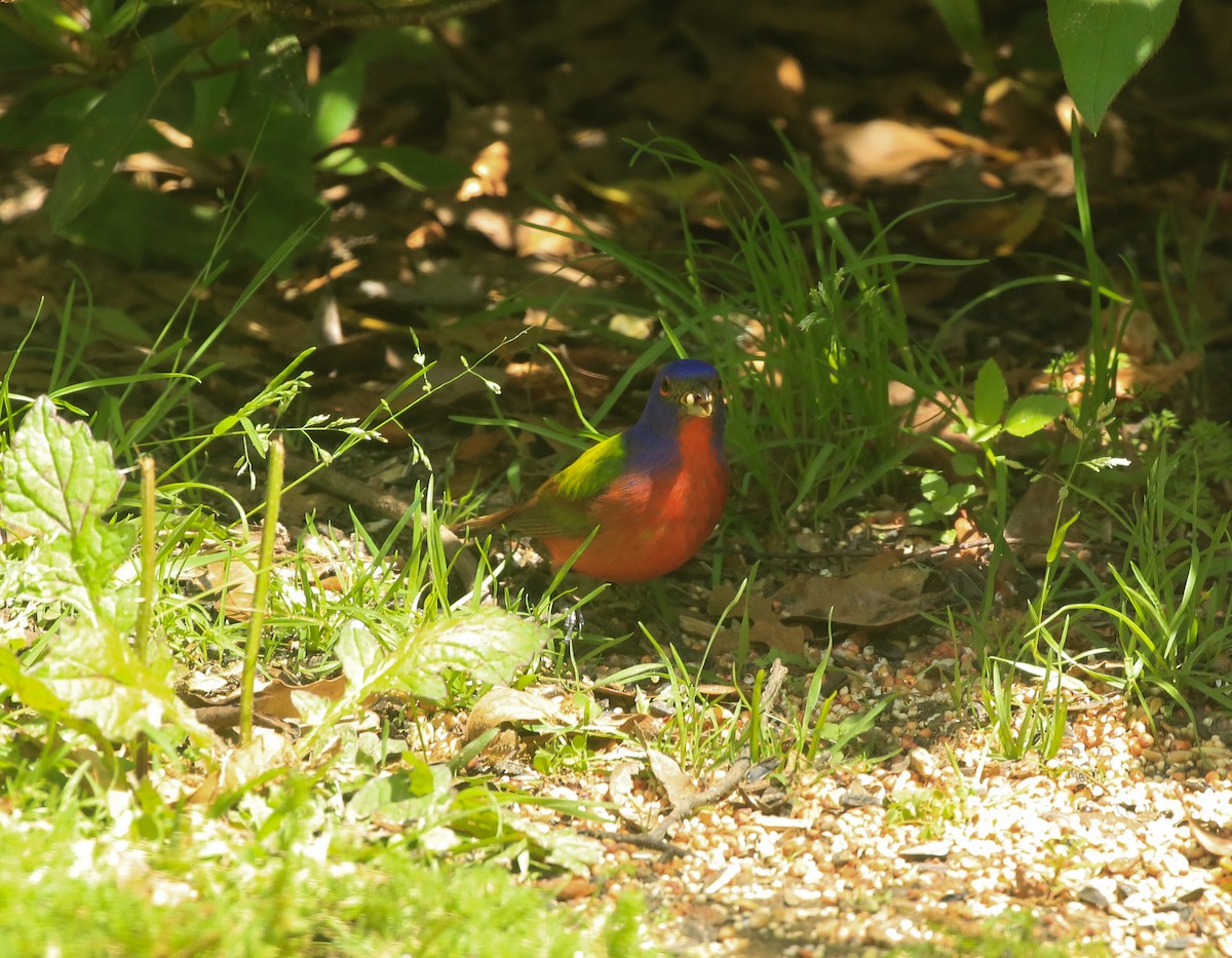 Painted Bunting - ML430830221