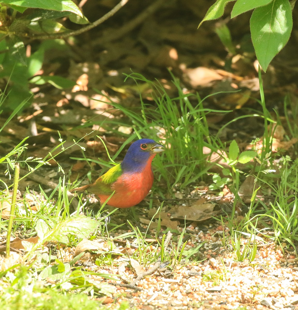 Painted Bunting - ML430830231