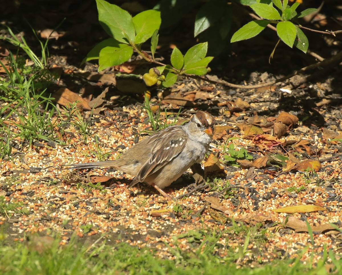 White-crowned Sparrow - Lori McDonald