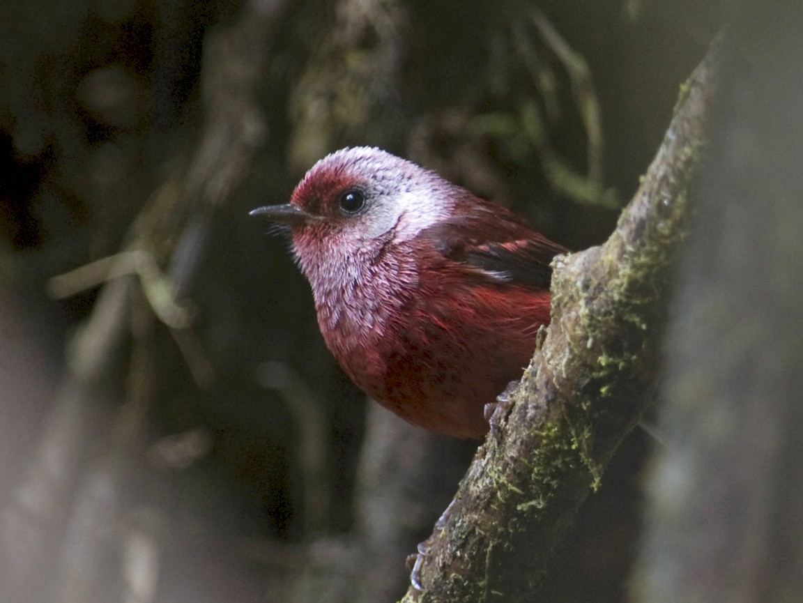 Pink-headed Warbler - eBird