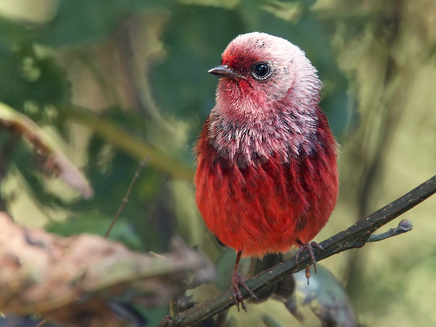 Pink-headed Warbler - Luke Seitz