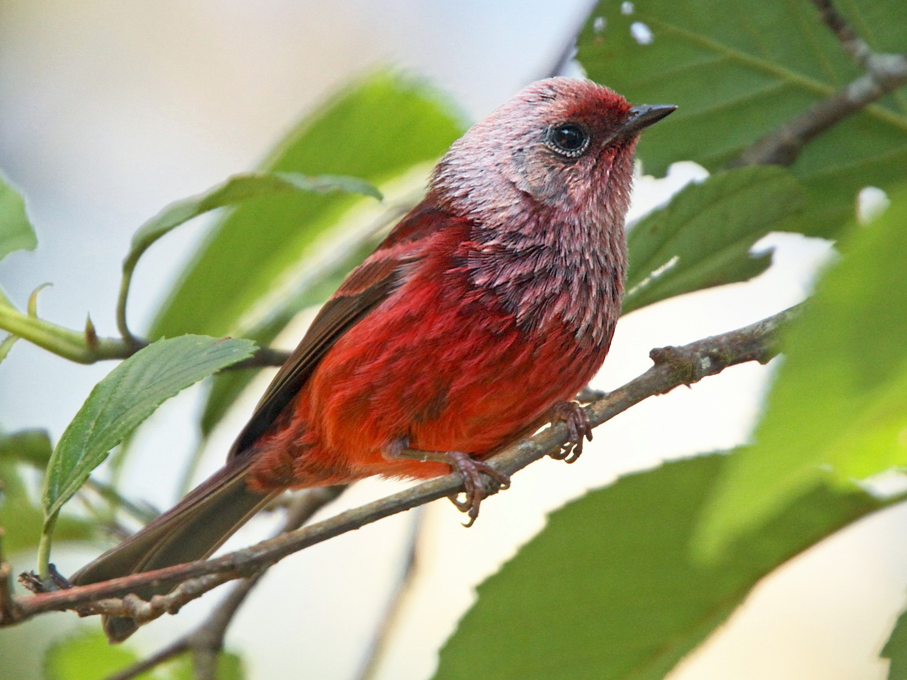 Pink-headed Warbler - Anonymous