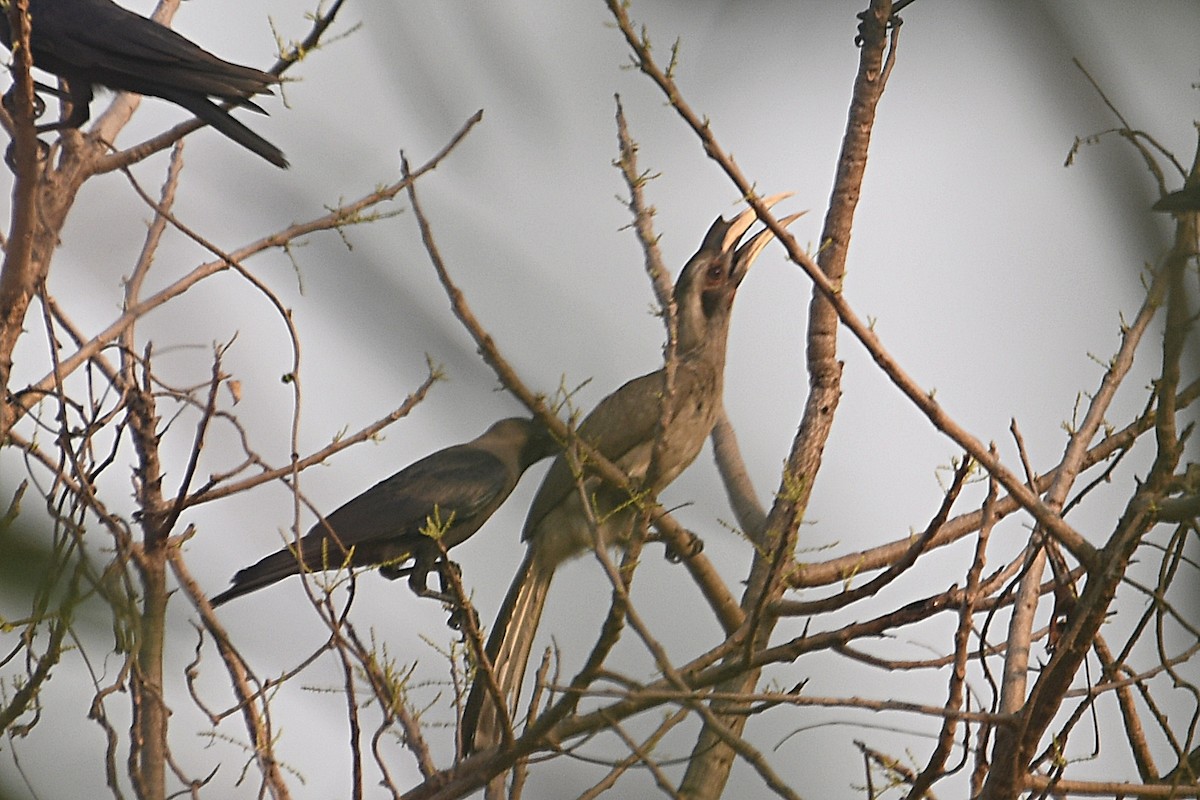 Indian Gray Hornbill - Navin Chandran
